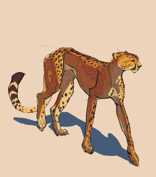 christinebian:Another pair of cheetahs. For some reason lately I’ve been partial to drawing se