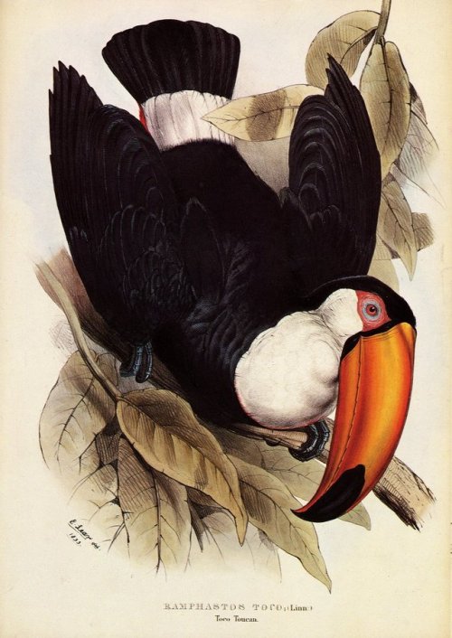 Edward Lear, illustration of a Toucan from John Gould’s Monograph, 1834. More: Online exhibition “Ne