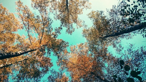 Autumn 