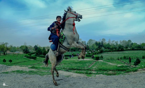 Afghan Napoleonramin.afshar301 on IG