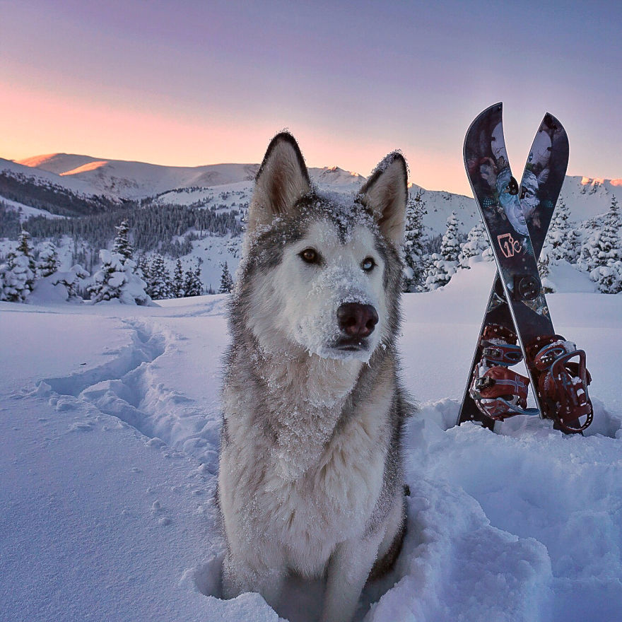 asylum-art-2:  Man takes his dogs on an amazing photographic journey   Breakin’