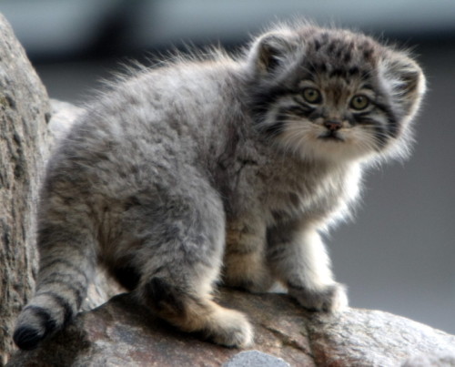 creenz:a manul kittenthis is a thing that exists.you’re welcome.