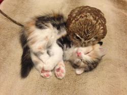 laughingsquid:  A Tiny Kitten and a Baby Owl Happily Snuggle and Play Together at Japanese Cafe 
