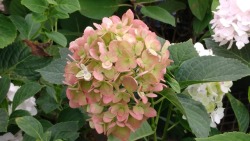 A beautiful hydrangea at the store