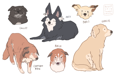 hamotzi:some of the dogs from old friends senior dog sanctuary! 