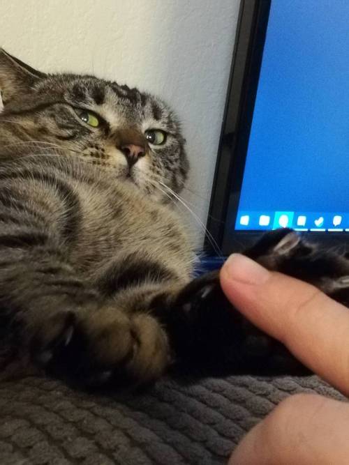 Don’t touch the beans human!!!