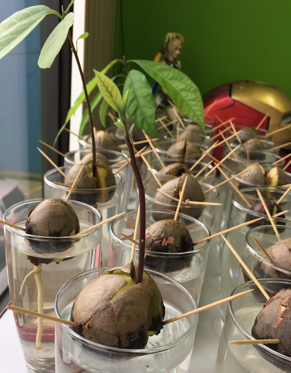 batbyrne:  New seedlings are sprouting each day. Only 3 to 15 years to go until I