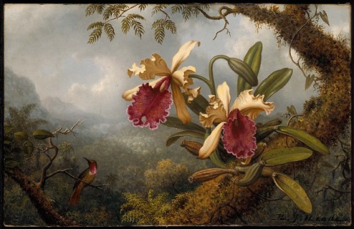 quo-usque-tandem:Orchids and Hummingbirds by Martin Johnson Heade