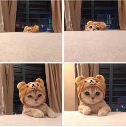 sirfrogsworth:This kitty in a bear hat feels