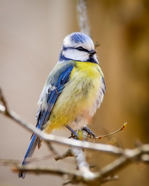 longingforrotkehlchen:Blaumeise posing for his yearbook picture.Blaumeise (blue tit) im Bürgerw