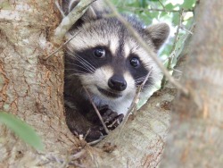 注意！不詳な生物が近寄っています