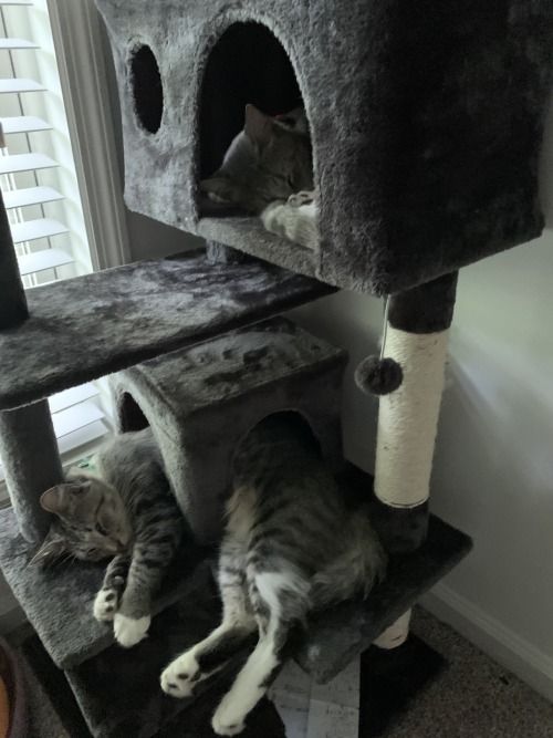 Kola And Pepsi Sleeping On Their Cat House In My House In Georgia. Arent They Just So Adorably Cute.