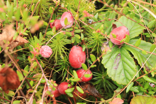  Appalachia’s Autumn Bounty, Panel 2: Nature’s final push before the killing frost of October. 