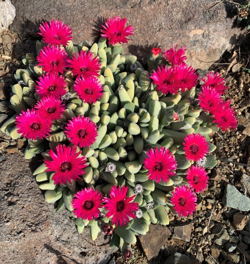 Cheiridopsis purpureaLike Cephalophyllum, Cheiridopsis is a genus in the Ice Plant Family that is fo