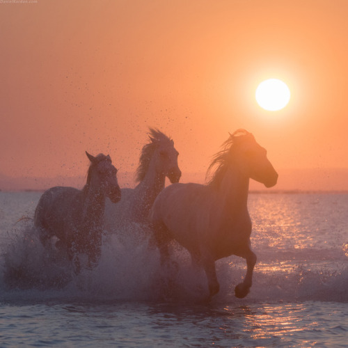 beautifulklicks - White angels CamargueDaniel KorjonovPhotos...