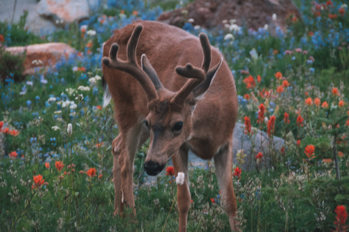 Buck, Mount Rainier National Park