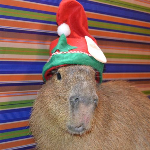 Hup! #capybara #capibara #carpincho #capivara Use code: JOEJOEHOLIDAY15 vardise.com/collect