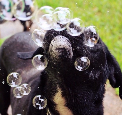 Porn Pics handsomedogs:  Milo’s first time with bubbles..