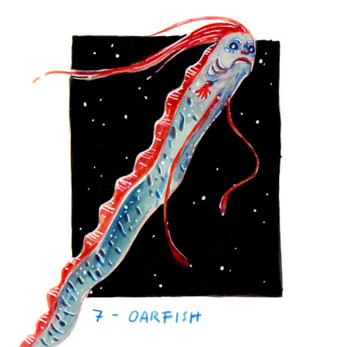  Another contender for the title of “real life sea serpent”, the giant oarfish has some 