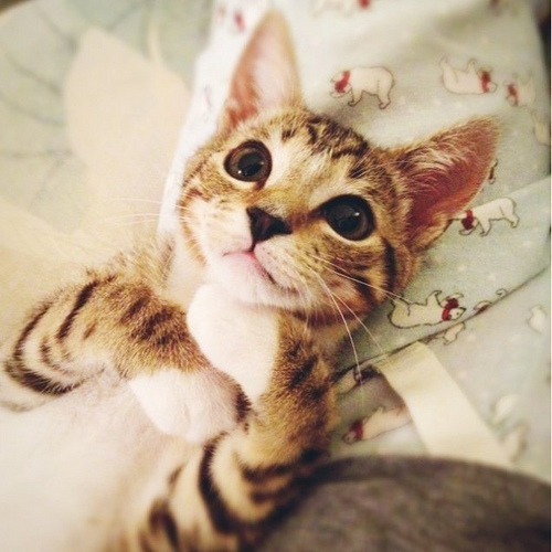 iquoterelatable:  baby animal posts daily