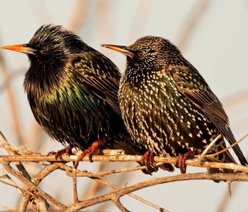 chocolateismynemesis: ainawgsd:  The common starling (Sturnus vulgaris), also known as the European 