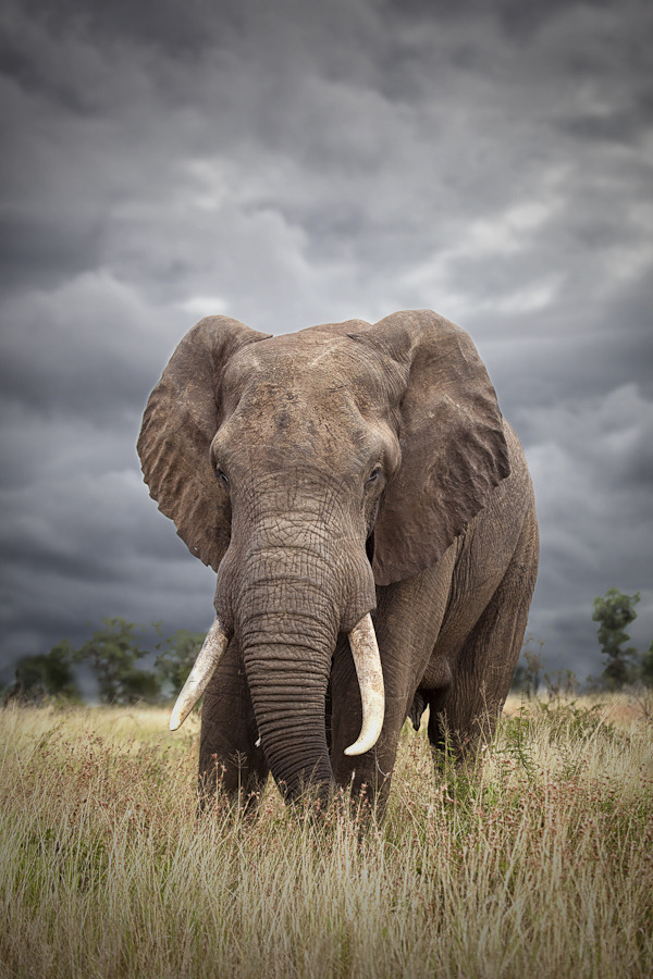 creatures-alive:  (via 500px / The Big Bull by Mario Moreno)