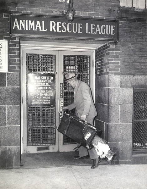 collectivehistory:  A cat escapes from the Animal Rescue League ca. 1930  