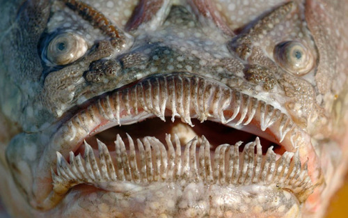 unexplained-events: Northern Stargazer The Northern Stargazer is a fish (can be found up to depths o