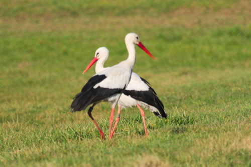 The storks of Haslach im Kinzigtal