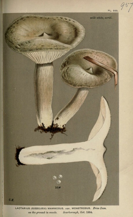 wapiti3: Illustrations of British Fungi (Hymenomycetes), to serve as an atlas to the “Handbook