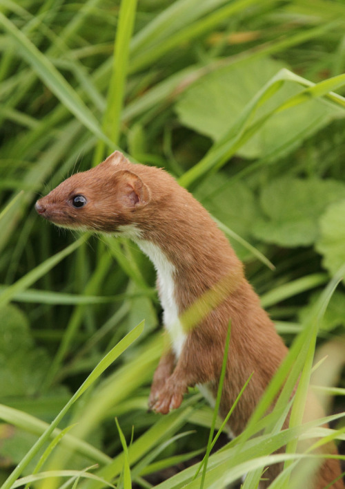 llbwwb:  Stoat (by SueT1912)