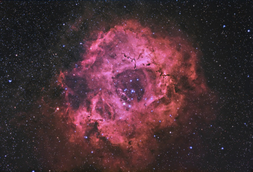 Rosette nebula by Adam Evans