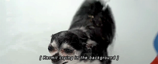 punk-n-politics: ashisintheskies:   kitten-the-anti:   kitten-the-anti:  no more