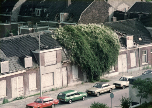 itsnotmetalking:Utrecht overgrown?Knipstraat, 1983.Photo: J. Lub