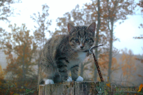 purrfectkittens: purrfectpawssion: Kitten Gimli This Picture is taken when she first came to us. She