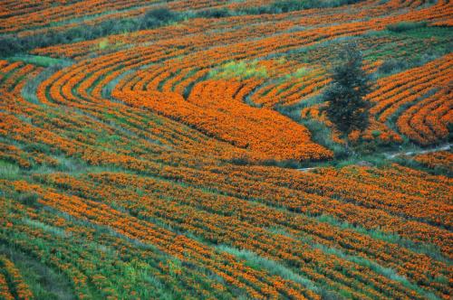 Porn Pics fotojournalismus:  Farmers pick marigolds