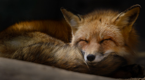 furball1018: everythingfox: snake-torquoise: everythingfox: This fox is so happy to be sleeping, lik