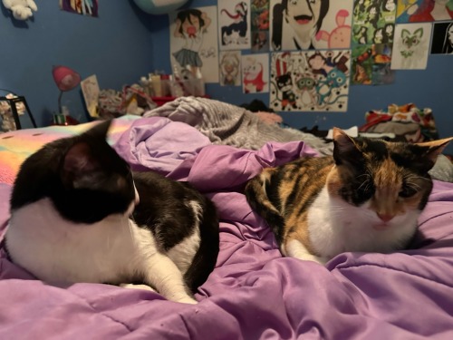 They Treat My Bed Like Its Theirs
