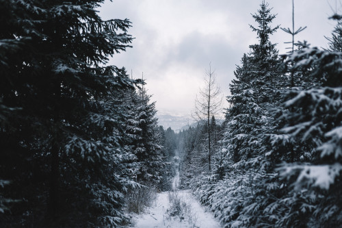 Winter in South Bohemiaby desomnisInstagram | Flickr | Tumblr | GettyImages