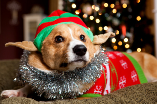 Looks like this corgidoge is festive as FUCK and ready to party with the best of them. Wow, just wow