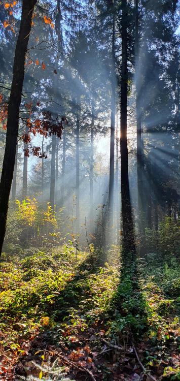 oneshotolive:  Misty Morning Stroll, Königstuhl, Southern Germany [OC][1908×4032] 📷: Argon1300 