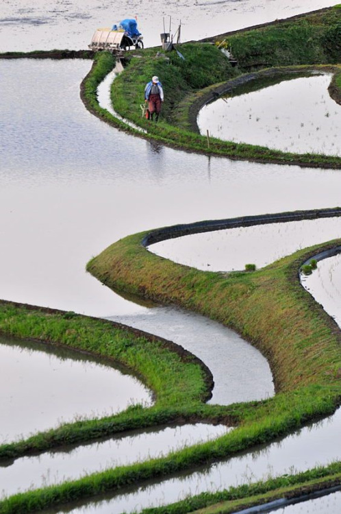 Rice fields, Hyogo, Japan 別宮の棚田.  Photography by ocamera