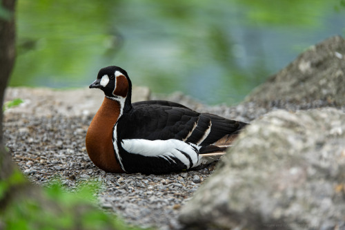  Red-breasted gooseBranta ruficollisFinally got around to visit the Animal Park Goldau again. It’s b