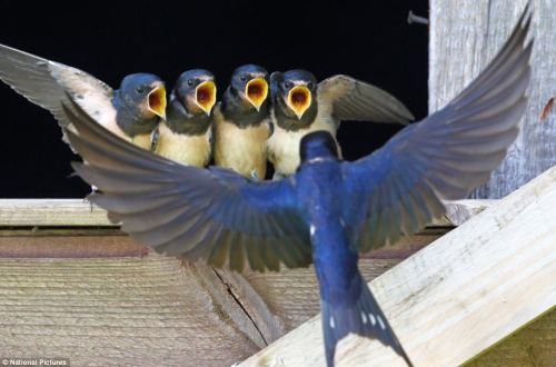 tiz-aves:destroysoil:barn swallow (hirundo rustica) mother brings food to her chicks