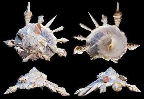 earthstory:Carrier SnailThese sea-snails really like to decorate. As they grow, they grab things fro