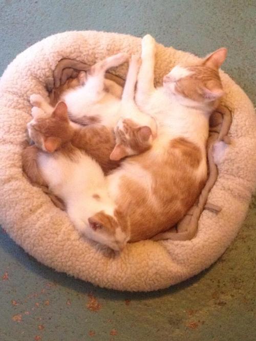 Beret, Stetson, and Fez are all cuddled up with mom (who at 9 months is basically a kitten herself)(