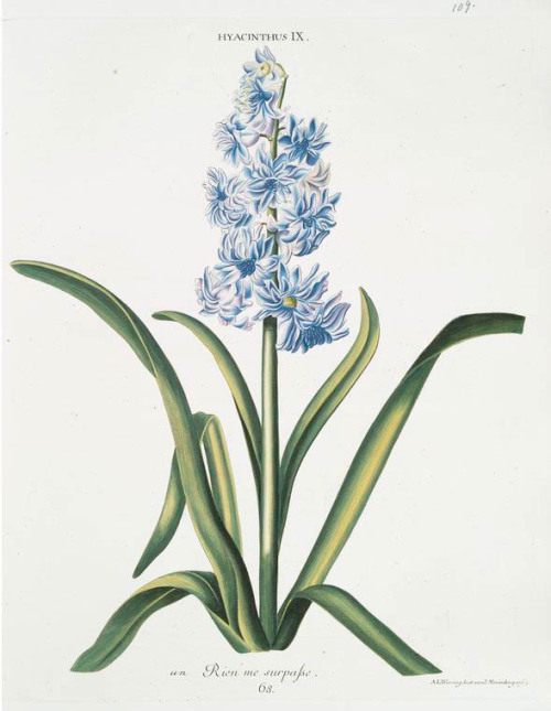 Georg Dionysius Ehret, Hyacinths from “Hortvs, nitidissimis omnem per annvm svperbiens floribvs”, 17