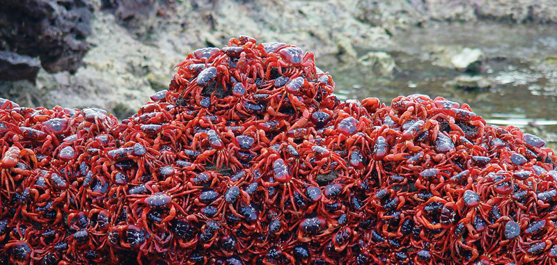 travelingcolors:  Red Crab Migration, Christmas Island | AustraliaAt the beginning