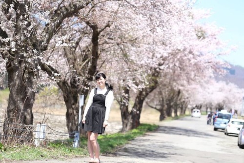 秋田県湯沢市 GWに桜が満開だった～♪ ・ #しずかちゃん#やさしいライン#girls#温泉モデル#公園#park#model#だらしないからだ#散歩#walk#asianbeauty#womanpo