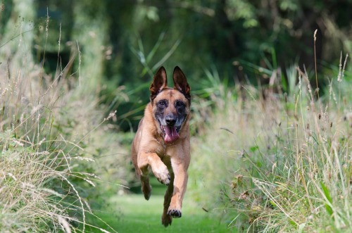 Fonte : www.pixabay.com - running dog , via tinamotta.tumblr.com